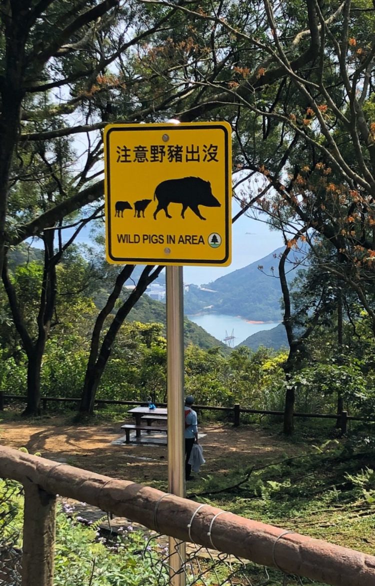 Tai Tam Reservoir Hike Wild Pigs Sign