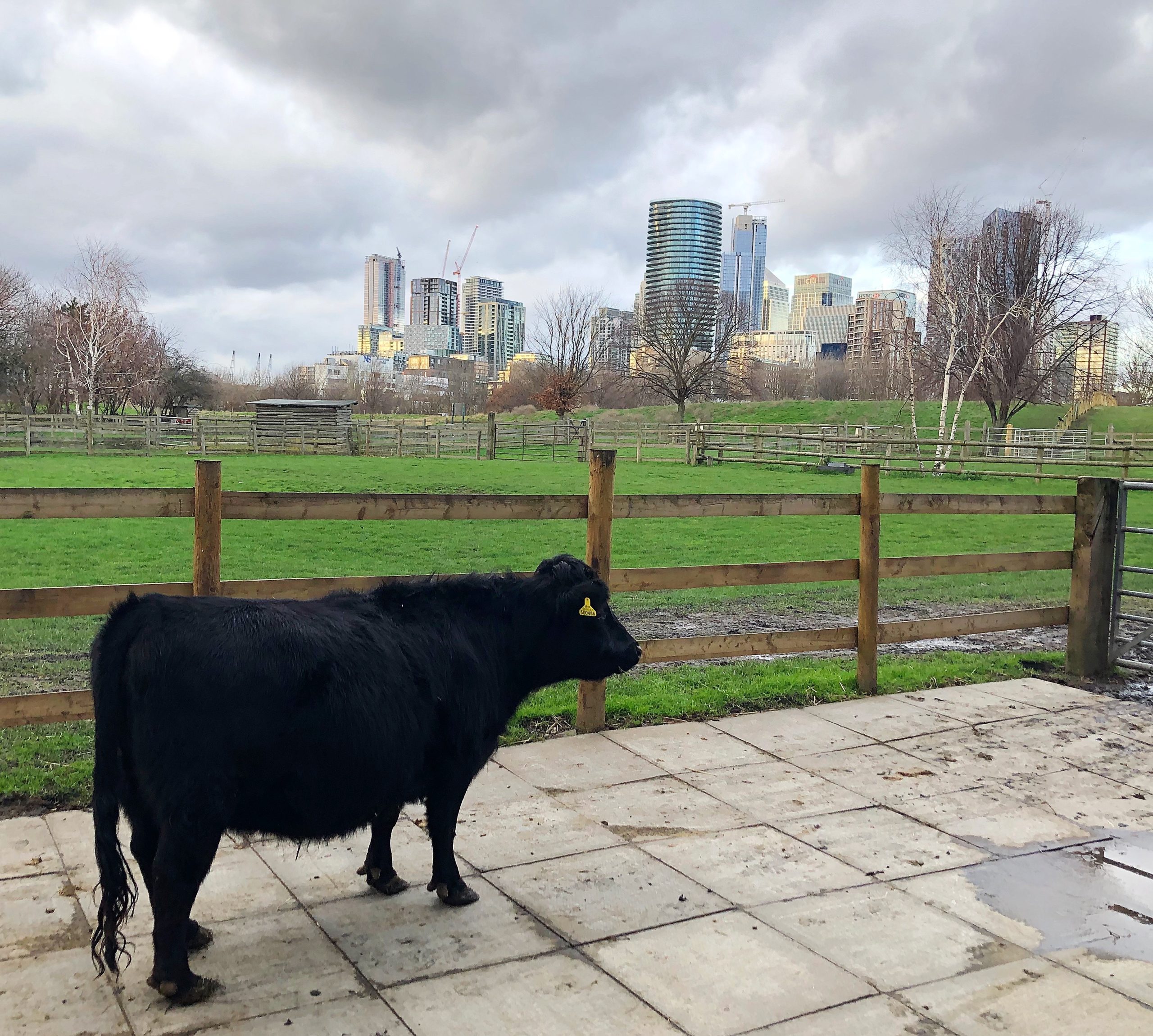 A cow standing at Mudchute Park and Farm in front of skyscrapers