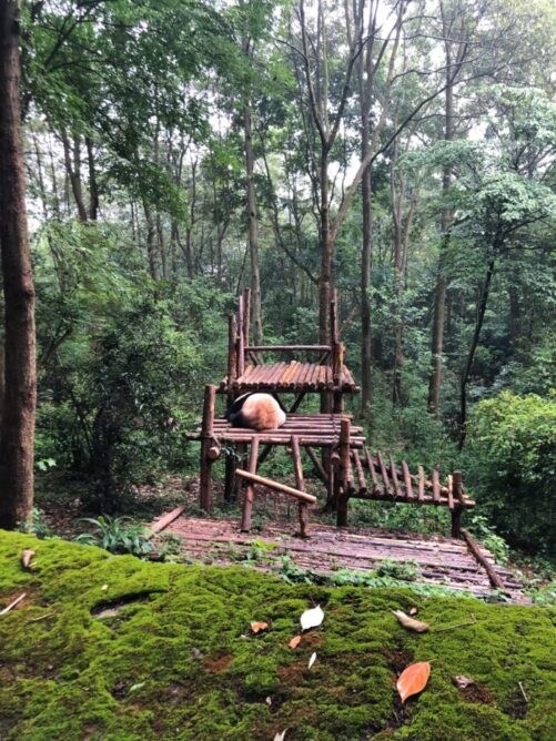 Panda Butt in Chendgu