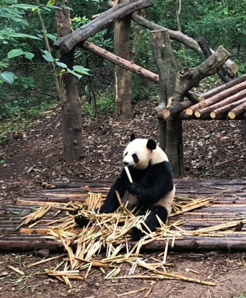 Panda Eating Bamboo in Chengdu Panda Research Base