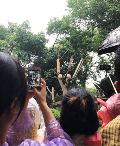 Visitors Photographing Pandas at Chengdu Panda Research Base