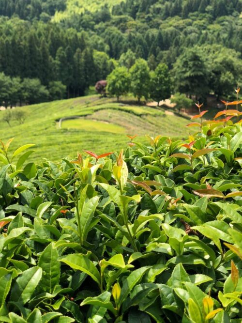 Boseong Green Tea Plantation