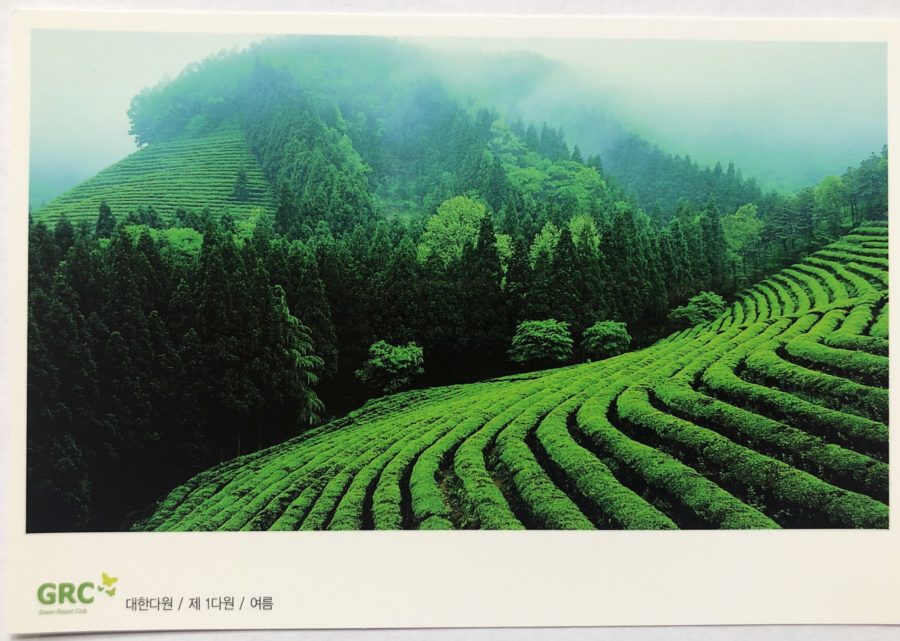 Boseong Green Tea Fields Postcard