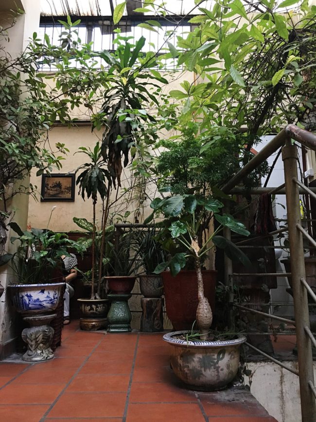 Green Plants in Cafe Giang - Visit Hanoi