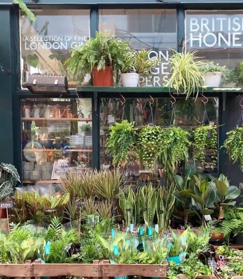 Plants for sale at the Columbia Road Flower Market - Best Places to Visit in London