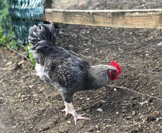 A rooster at London's Hackney City Farm