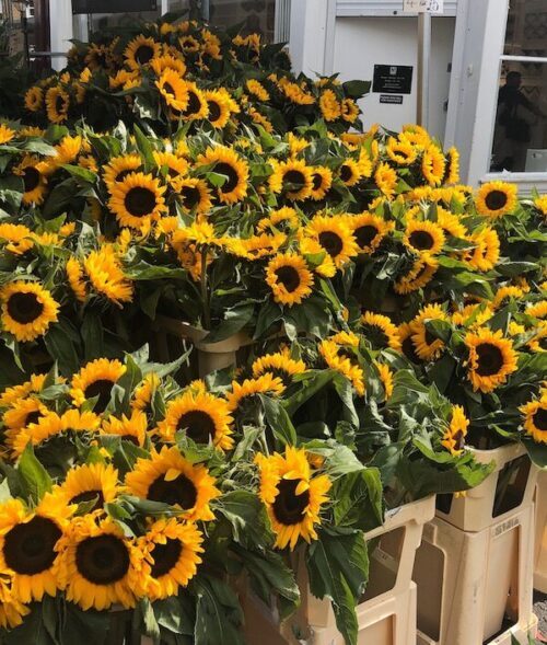 London's Columbia Road Flower Market - Best Places to Visit in London