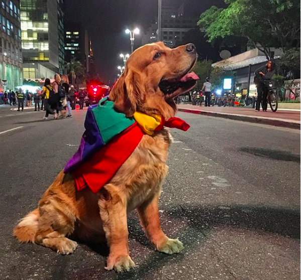 Dog Celebration Gay Pride in Sao Paulo Brazil