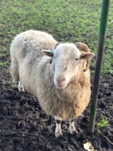 White Faced Woodland Sheep at Mudchute Park and Farm
