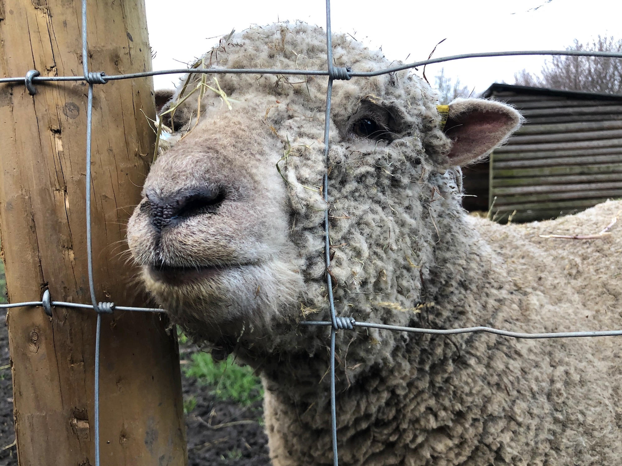 Southdown Sheep up close at Mudchute Farm