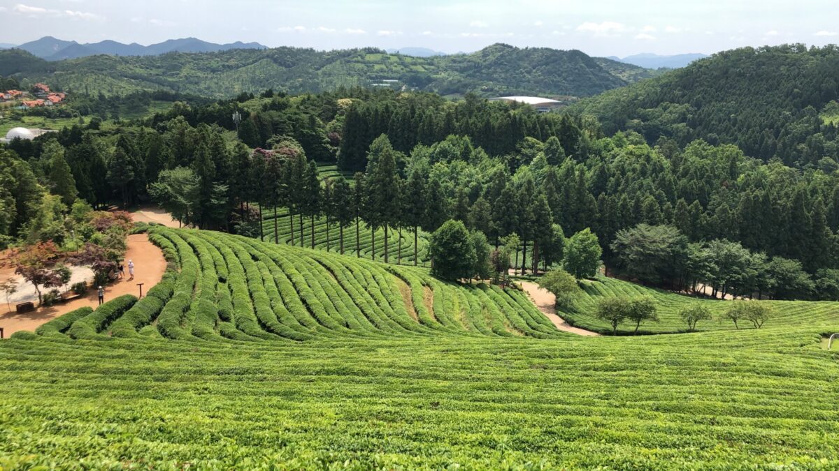 Boseong's Daehon Dawon Green Tea Plantation with rolling hills of green tea