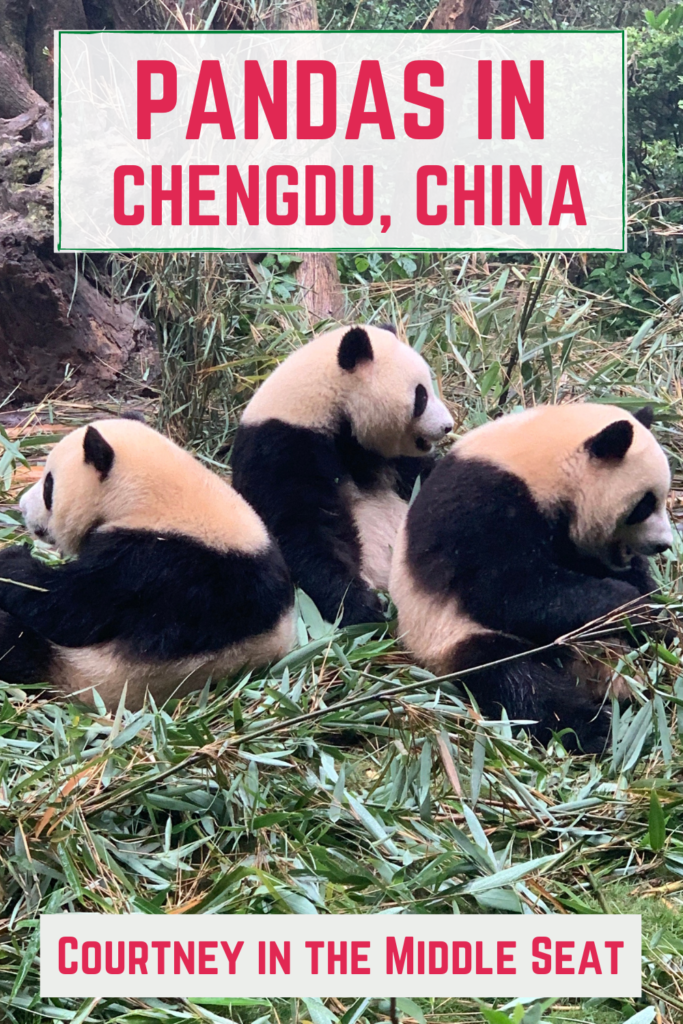 Pinterest Pin for Pandas in Chengdu China with three pandas and red text