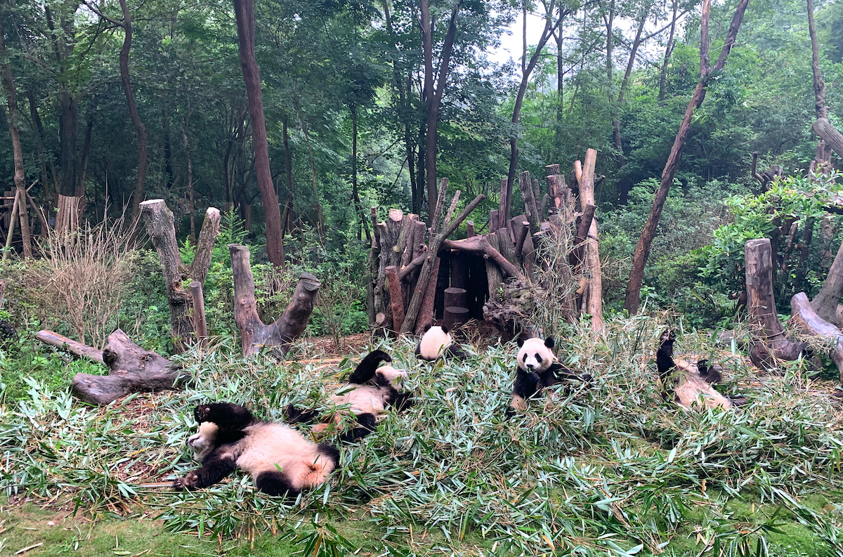 Pandas Laying in the Grass at the Chengdu Panda Research Base