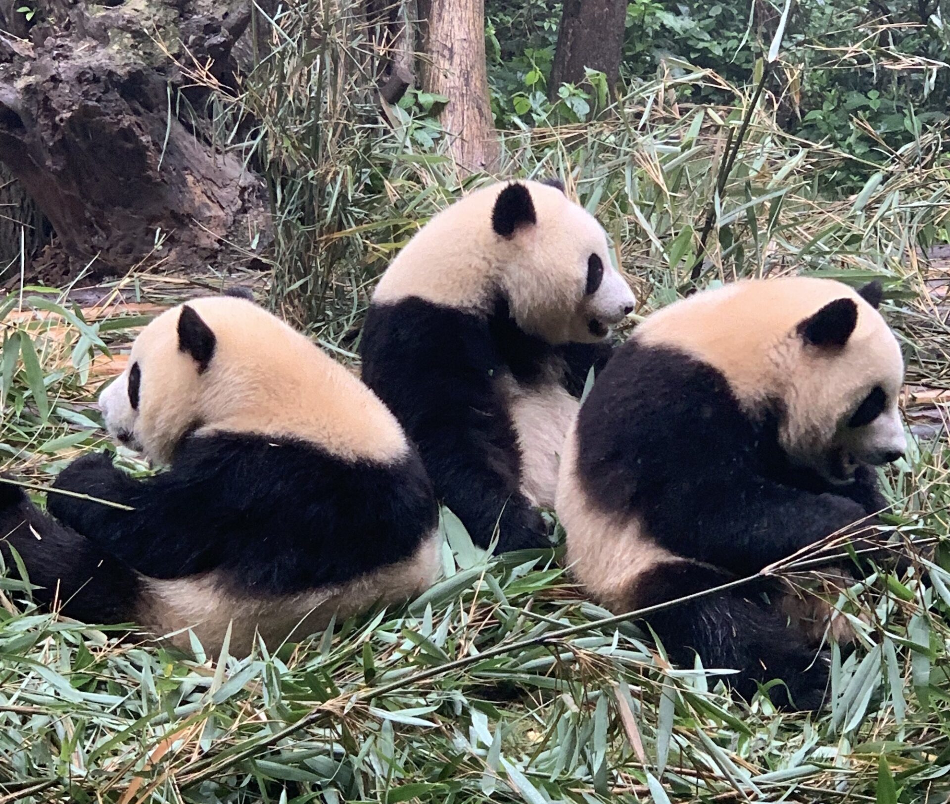 Three Pandas in Chengdu copy