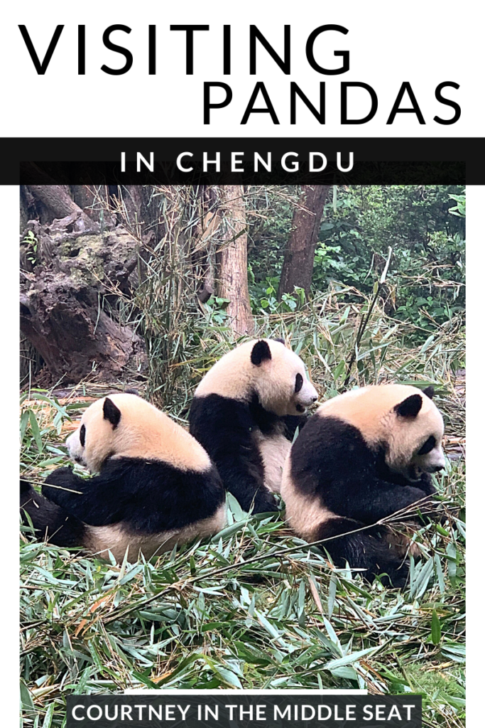 panda visit in chengdu china