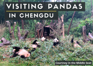 Guide to Visiting Pandas in Chengdu Title Image with Pandas Sitting Eating Bamboo