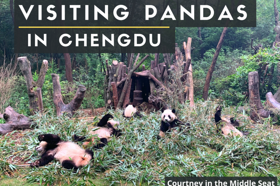 Guide to Visiting Pandas in Chengdu Title Image with Pandas Sitting Eating Bamboo