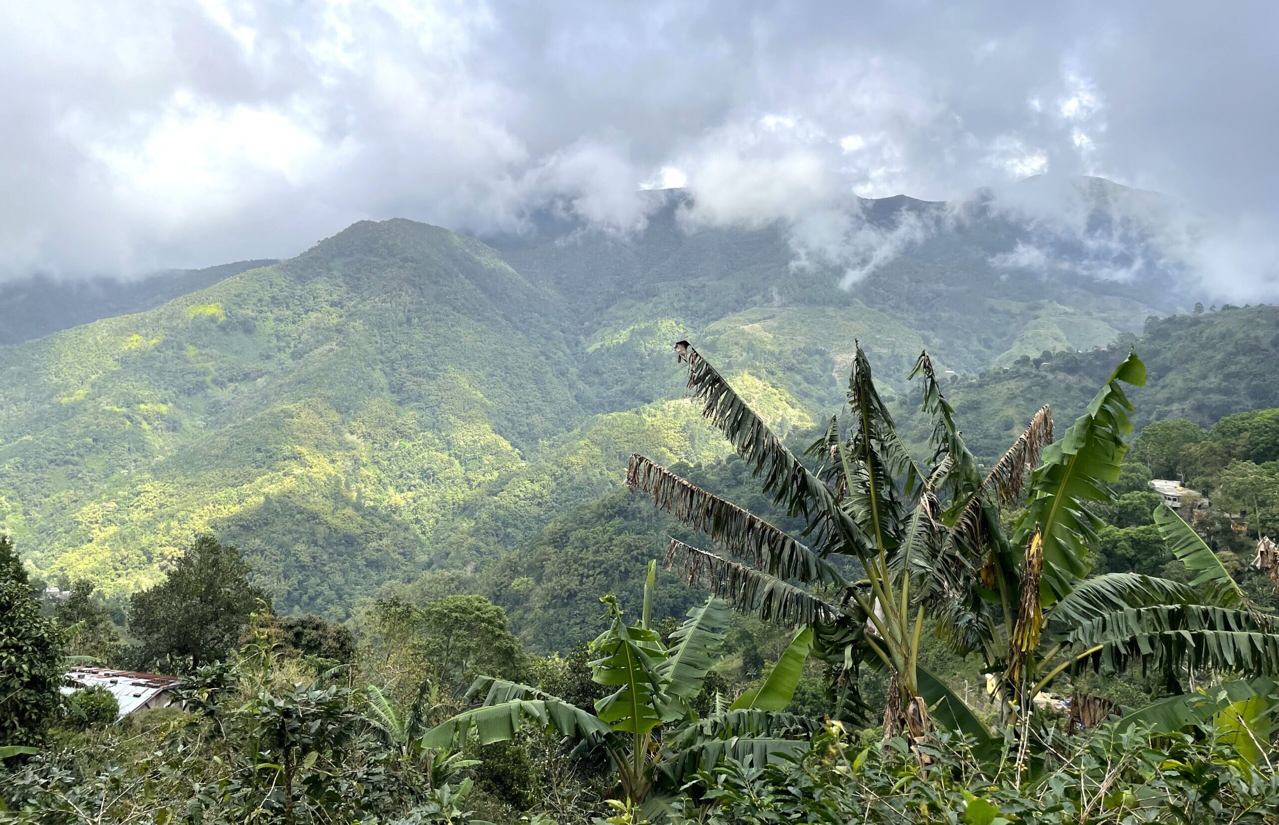 View from a Hike in the Jamaican Blue Mountains with Blue Mountain Bicycle Tours