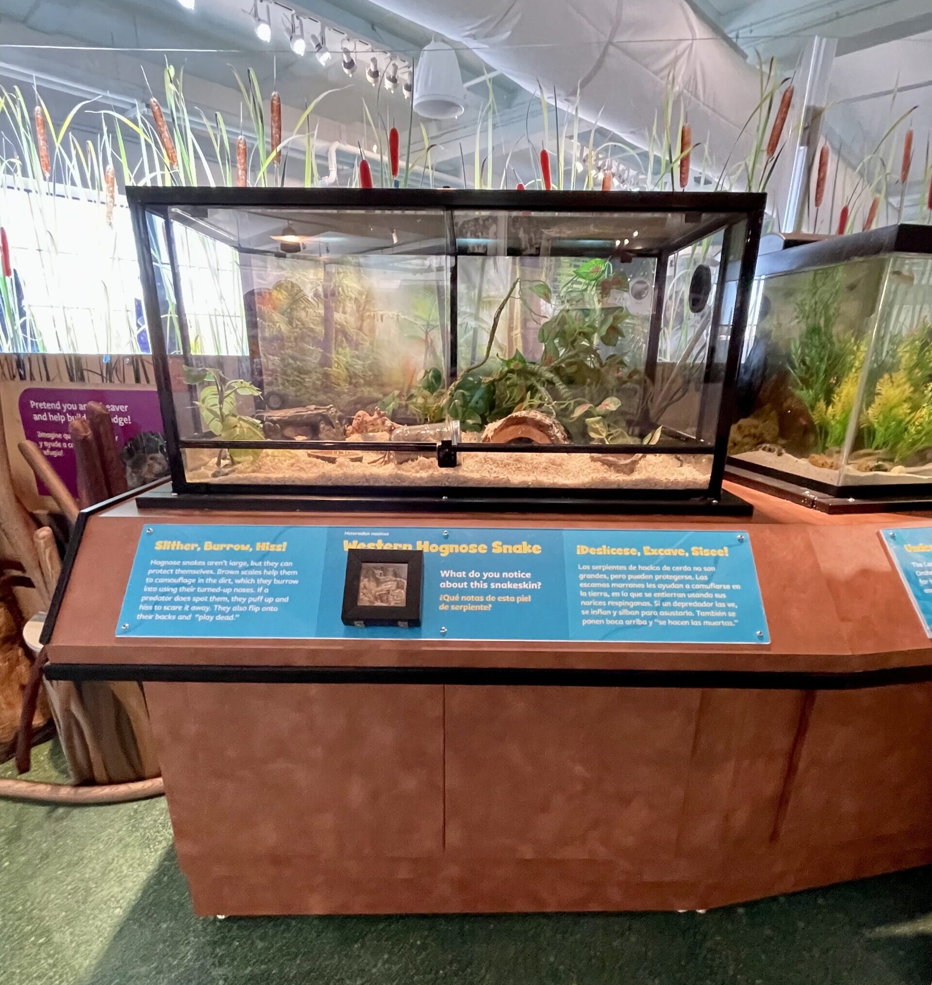 Bronx Children's Museum Turtle Tank